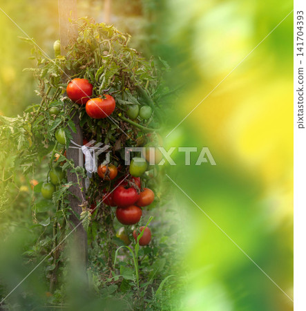 Red ripe tomatoes growing in the garden. Aromatic, juicy tomatoes with ideal visual appearance are shown against tomato fields. Red ripe tomatoes growing in the garden. Aromatic, juicy tomatoes with ideal visual appearance are shown against tomato fields. 141704393