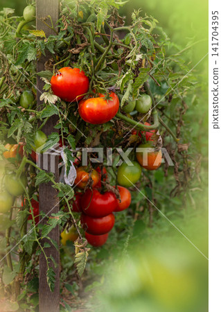 Tomato plants grow with stressed leaves and uneven fruit development. Outdoor agriculture scene presents vegetable disease impact. Tomato plants grow with stressed leaves and uneven fruit development. Outdoor agriculture scene presents vegetable disease impact. 141704395