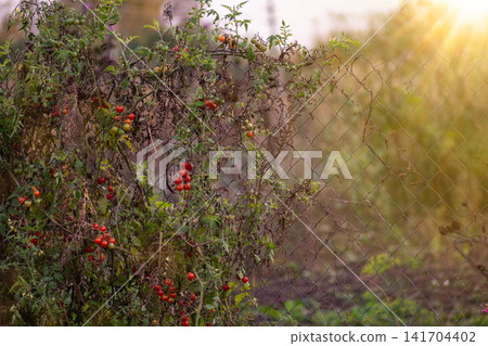Tomatoes ripen naturally on vine under daylight conditions. Rural farming scene represents seasonal vegetable harvest. Tomato harvest on vine. Tomatoes ripen naturally on vine under daylight conditions. Rural farming scene represents seasonal vegetable harvest. Tomato harvest on vine. 141704402