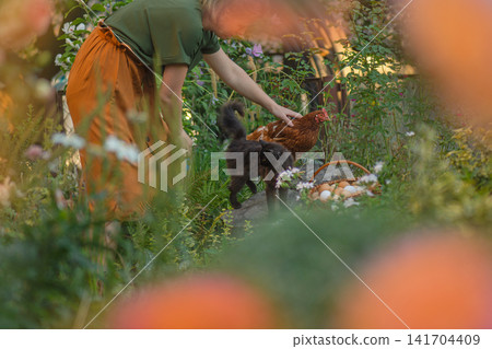 Freshly collected eggs fill wicker basket while female farmer supports red hen near nesting area. Female farmer harvesting fresh eggs from poultry farm. Freshly collected eggs fill wicker basket while female farmer supports red hen near nesting area. Female farmer harvesting fresh eggs from poultry farm. 141704409
