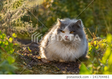 Outdoor cats physical activity in the garden. Outdoor cats photo. The concept of a healthy and happy life of pets Outdoor cats physical activity in the garden. Outdoor cats photo. The concept of a healthy and happy life of pets 141704461