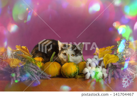 Calico cat in basket with fall harvest still life on pink background. Calico cat in wicker basket with autumn vegetables and flowers Calico cat in basket with fall harvest still life on pink background. Calico cat in wicker basket with autumn vegetables and flowers 141704467