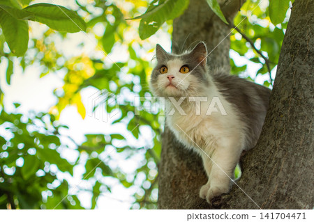 Little kitten on a tree branch. Elegant and beautiful kitten trying to climb a tree. Little kitten on a tree branch. Elegant and beautiful kitten trying to climb a tree. 141704471