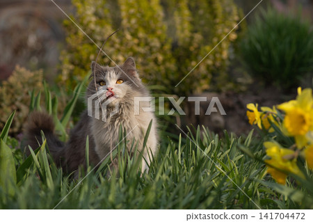 Cat with tongue sticking out. Cat in nature licking with tongue. Cat with tongue sticking out. Cat in nature licking with tongue. 141704472
