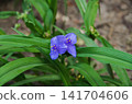 Flower Tradescantia virginiana plants 141704606