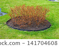 An ornamental shrub on green lawn near multi story residential complex 141704608
