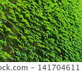 The wall of brick building is completely covered with bright green ivy 141704611