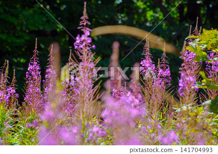 fireweed in full bloom. floral background with purple herb near the forest. willowherb closeup photo on a sunny day 141704993