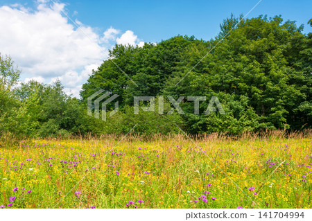 deciduous beech forest near meadow under blue sky. nature scenery with tall grass near forest in summer. carpathian beech forest of ukraine. wild field with grass and herbs deciduous beech forest near meadow under blue sky. nature scenery with tall grass near forest in summer. carpathian beech forest of ukraine. wild field with grass and herbs 141704994
