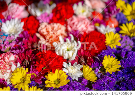 Colorful flower carpet Colorful flower carpet 141705909