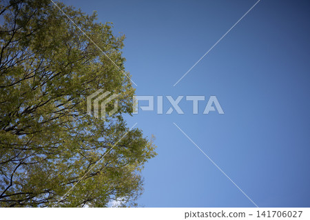 清新的綠色和藍天 清新的綠色和藍天 141706027