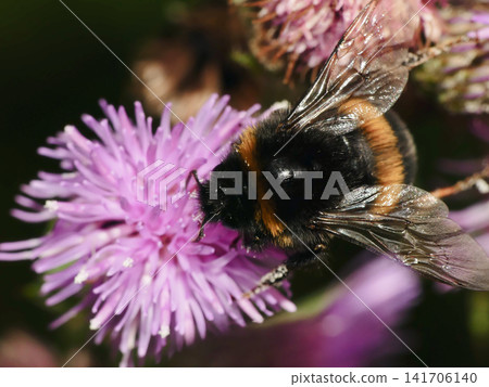 Bumblebee collecting nectar on purple thistle flower Bumblebee collecting nectar on purple thistle flower 141706140