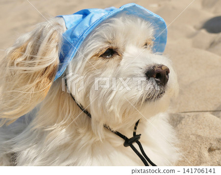 Fluffy dog wearing blue sun hat relaxing on beach 141706141