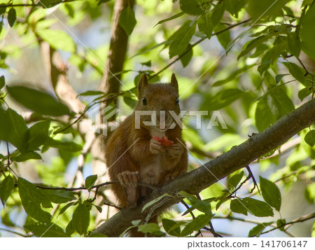 Red squirrel eating cherry plum looking at camera Red squirrel eating cherry plum looking at camera 141706147