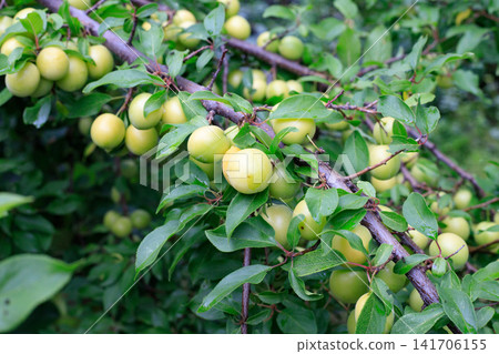 Unripe Yellow Plums Hanging on Branch of Fruit Tree in Orchard Unripe Yellow Plums Hanging on Branch of Fruit Tree in Orchard 141706155