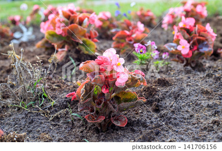 Pink Begonias Growing in Fresh Soil Bed in Urban Public Garden Pink Begonias Growing in Fresh Soil Bed in Urban Public Garden 141706156