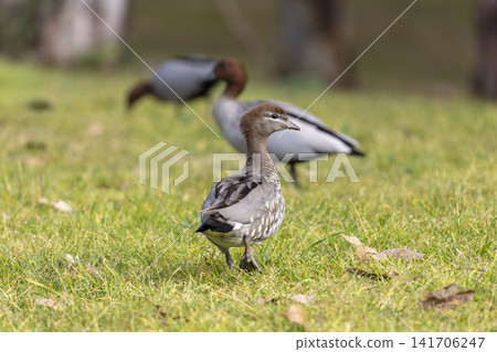 A female Wood Duck foraging for food in the Hawkesbury A female Wood Duck foraging for food in the Hawkesbury 141706247