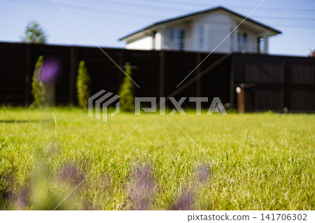 Sunny suburban backyard with lush green grass on a lawn, modern privacy fence and contemporary house in background. Residential outdoor space. Sunny suburban backyard with lush green grass on a lawn, modern privacy fence and contemporary house in background. Residential outdoor space. 141706302