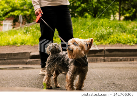 Stylish Yorkshire Terrier standing on a leash during a walk with owner in a green urban park. Pet lifestyle, companionship responsible dog ownership. Stylish Yorkshire Terrier standing on a leash during a walk with owner in a green urban park. Pet lifestyle, companionship responsible dog ownership. 141706303