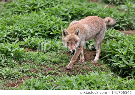 A fox walking through a grassy field while looking at something. A fox walking through a grassy field while looking at something. 141706545