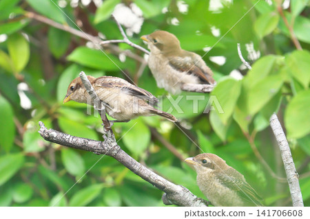 Baby shrike Baby shrike 141706608
