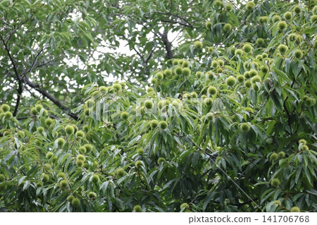 一片栗樹的景色，樹上掛滿了綠色的果實和葉子。 141706768