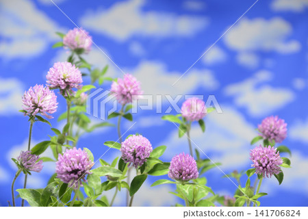 Close-up of red clover Close-up of red clover 141706824