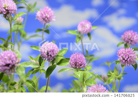 Close-up of red clover Close-up of red clover 141706825