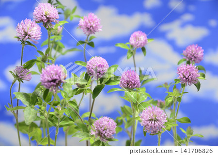 紅色三葉草特寫 141706826