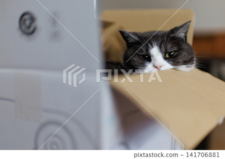 Cat in the box Cat in the box 141706881