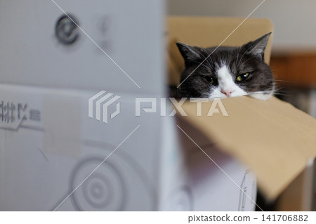 Cat in the box Cat in the box 141706882