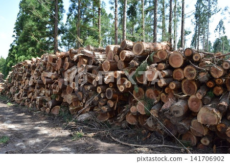Logs of cut cedar Shonai, Yamagata Prefecture Logs of cut cedar Shonai, Yamagata Prefecture 141706902