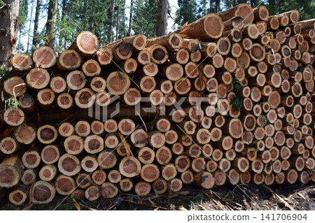 Logs of cut cedar Shonai, Yamagata Prefecture Logs of cut cedar Shonai, Yamagata Prefecture 141706904