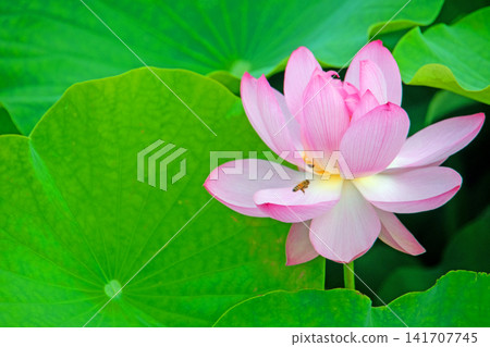 A lotus flower emerges from among the green leaves. A lotus flower emerges from among the green leaves. 141707745