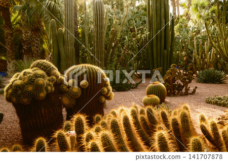 Sunlit Desert Cactus Garden With Tall Palms 141707878