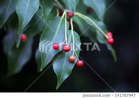 soyogo紅色果子 soyogo紅色果子 141707947