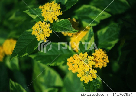Lantana - variegated with yellow flowers Lantana - variegated with yellow flowers 141707954