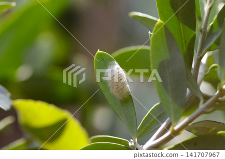 Moth egg mass Moth egg mass 141707967