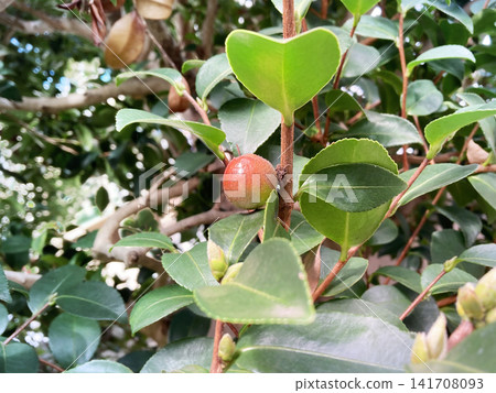 光澤的山茶花果實 光澤的山茶花果實 141708093