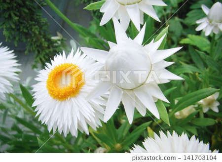 尖瓣蠟菊 尖瓣蠟菊 141708104