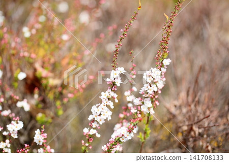 A refreshing early spring flower: Spiraea thunbergii A refreshing early spring flower: Spiraea thunbergii 141708133