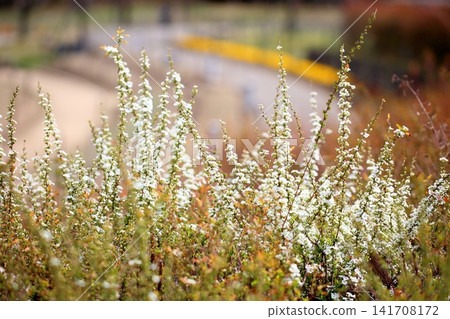 A refreshing early spring flower: Spiraea thunbergii A refreshing early spring flower: Spiraea thunbergii 141708172