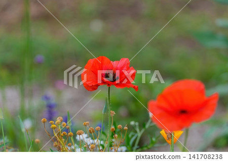 Bright red poppy flowers bloom vividly in the early summer field. Bright red poppy flowers bloom vividly in the early summer field. 141708238