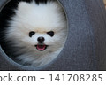 Pomeranian dog relaxing on bed indoors 141708285
