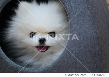 我的狗博美犬正在室內的床上放鬆。 我的狗博美犬正在室內的床上放鬆。 141708285