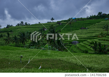 Bali, Indonesia-April 23 2023: Jatiluwih Rice Terraces Scenic area with verdant, undulating rice terraces in the heart of Tabanan Regency attracting hikers, cyclists and photographers. Bali, Indonesia-April 23 2023: Jatiluwih Rice Terraces Scenic area with verdant, undulating rice terraces in the heart of Tabanan Regency attracting hikers, cyclists and photographers. 141708288
