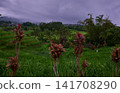 Bali, Indonesia-April 23 2023: Jatiluwih Rice Terraces Scenic area with verdant, undulating rice terraces in the heart of Tabanan Regency attracting hikers, cyclists and photographers. Bali, Indonesia-April 23 2023: Jatiluwih Rice Terraces Scenic area with verdant, undulating rice terraces in the heart of Tabanan Regency attracting hikers, cyclists and photographers. 141708290