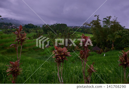 Bali, Indonesia-April 23 2023: Jatiluwih Rice Terraces Scenic area with verdant, undulating rice terraces in the heart of Tabanan Regency attracting hikers, cyclists and photographers. Bali, Indonesia-April 23 2023: Jatiluwih Rice Terraces Scenic area with verdant, undulating rice terraces in the heart of Tabanan Regency attracting hikers, cyclists and photographers. 141708290