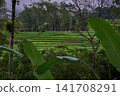 Bali, Indonesia-April 23 2023: Jatiluwih Rice Terraces Scenic area with verdant, undulating rice terraces in the heart of Tabanan Regency attracting hikers, cyclists and photographers. Bali, Indonesia-April 23 2023: Jatiluwih Rice Terraces Scenic area with verdant, undulating rice terraces in the heart of Tabanan Regency attracting hikers, cyclists and photographers. 141708291