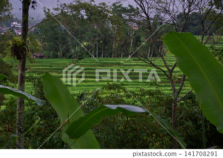 Bali, Indonesia-April 23 2023: Jatiluwih Rice Terraces Scenic area with verdant, undulating rice terraces in the heart of Tabanan Regency attracting hikers, cyclists and photographers. 141708291
